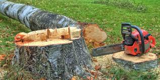 Best Tree Cabling and Bracing  in Avalon, NJ
