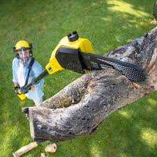 Best Tree Health Inspection  in Avalon, NJ