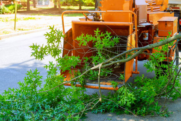 Best Hazardous Tree Removal  in Avalon, NJ
