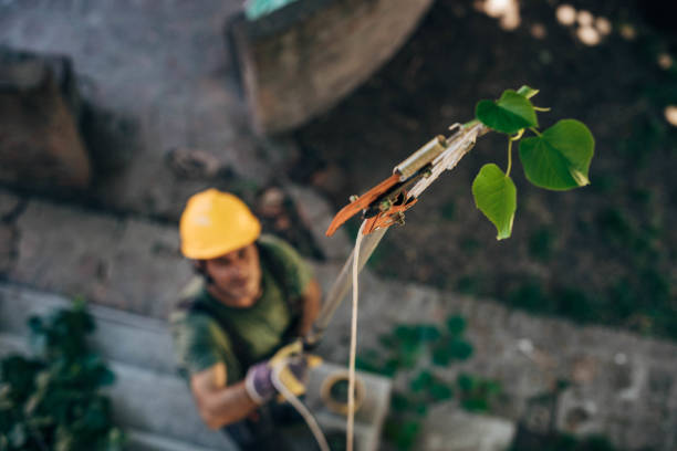 Best Tree Maintenance Programs  in Avalon, NJ
