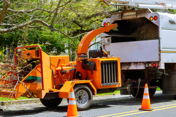 Best Grass Overseeding  in Avalon, NJ