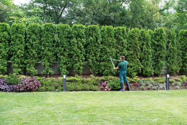 Best Pest Control for Lawns  in Avalon, NJ