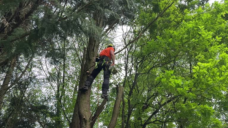 Best Weed Control  in Avalon, NJ