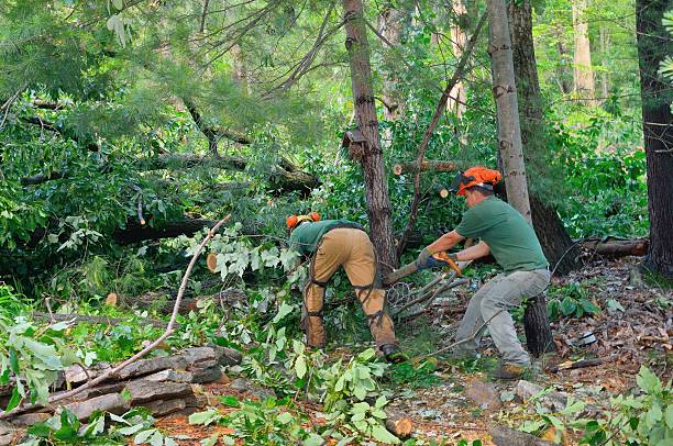 Best Tree Disease Treatment  in Avalon, NJ
