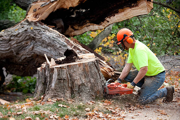 Best Tree Trimming and Pruning  in Avalon, NJ