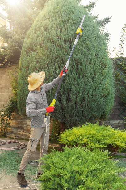 Best Lawn Dethatching  in Avalon, NJ