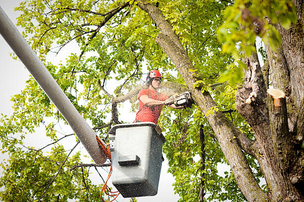 Best Utility Line Clearance  in Avalon, NJ